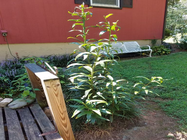 Propagating Lilies By Division When And How To Divide Tree Lily Bulbs