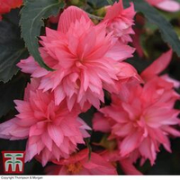 Begonia 'Funky Pink' from Thompson &amp; Morgan