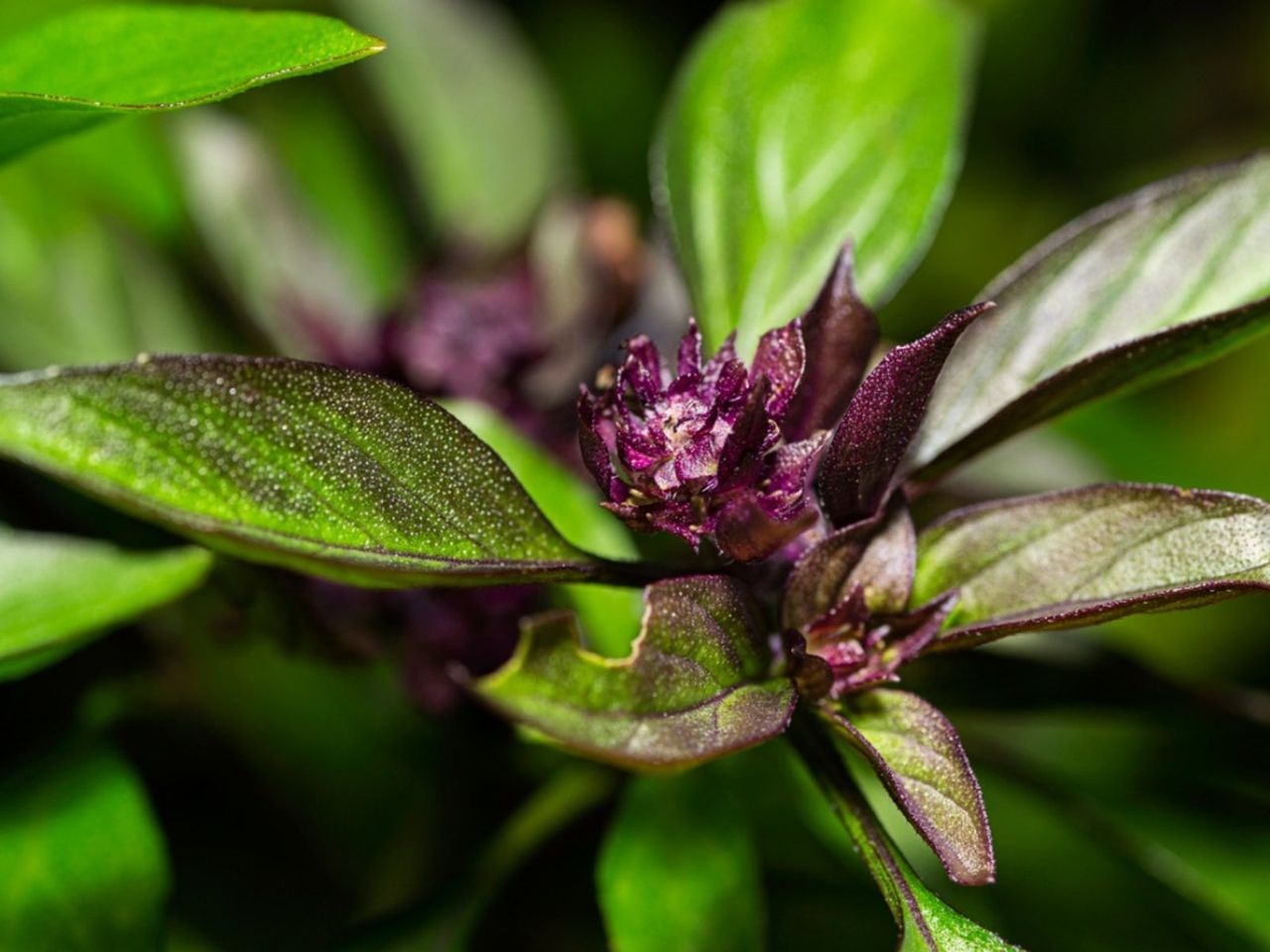 Thai Basil Plant