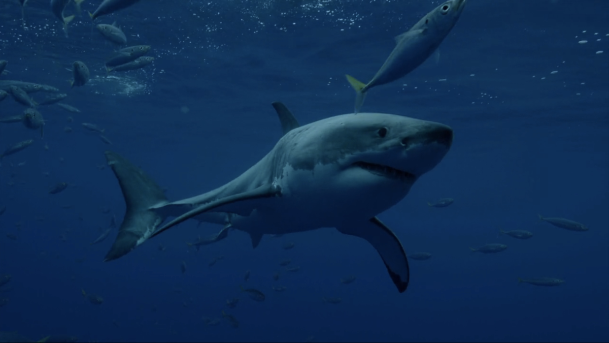 Shark and Awe! Discovery's Shark Week Dives Deeper Than Ever for Its 30th  Anniversary
