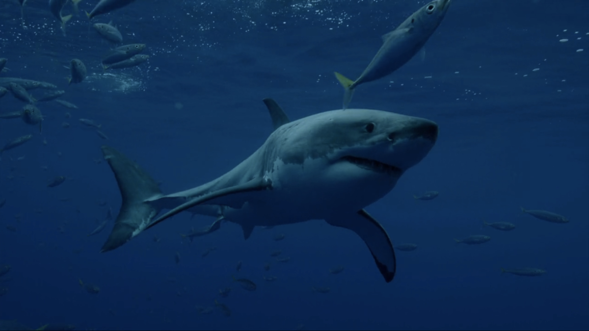 Are Great Whites Or Makos The Most Powerful Sharks In Ocean? Shark Week ...