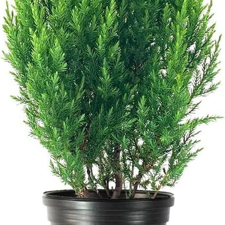 juniper shrub