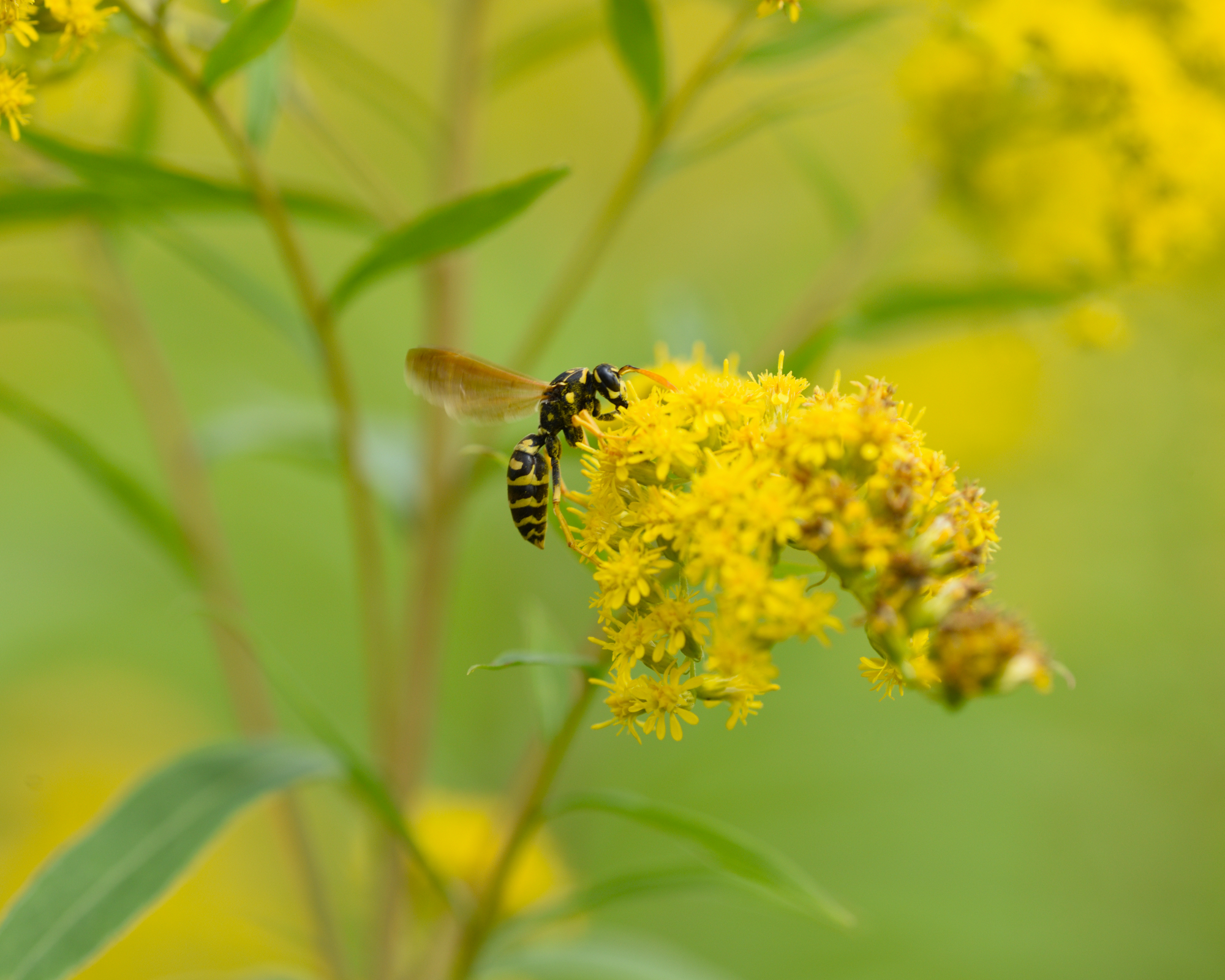 yellowjacket wasp on goldenrod flower