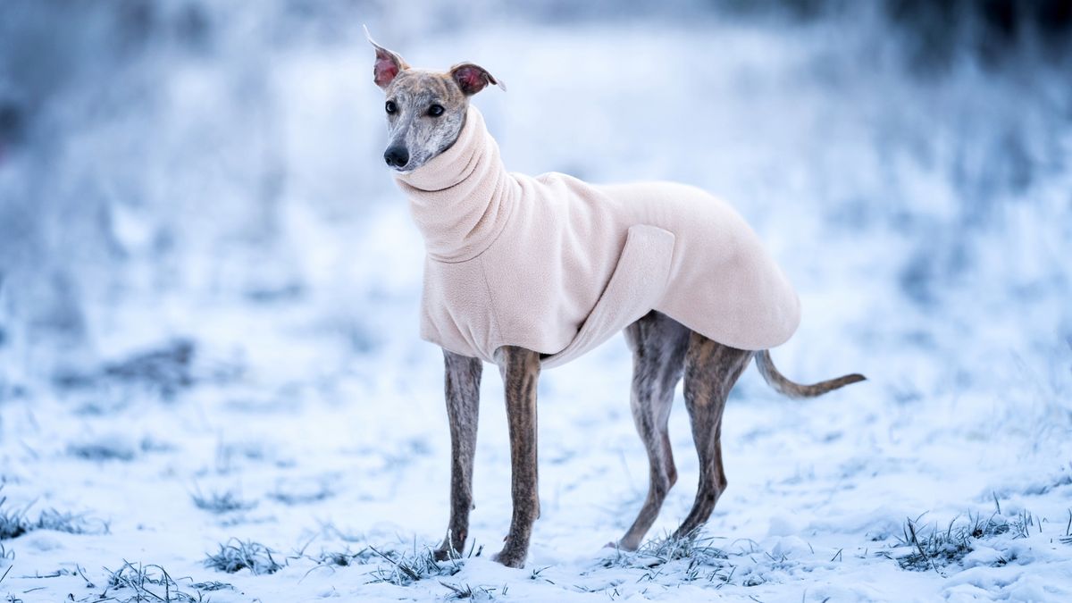 A greyhound wearing a fleece rug stands in the snow. Outdoor photo