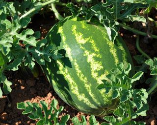 watermelon growing in ground