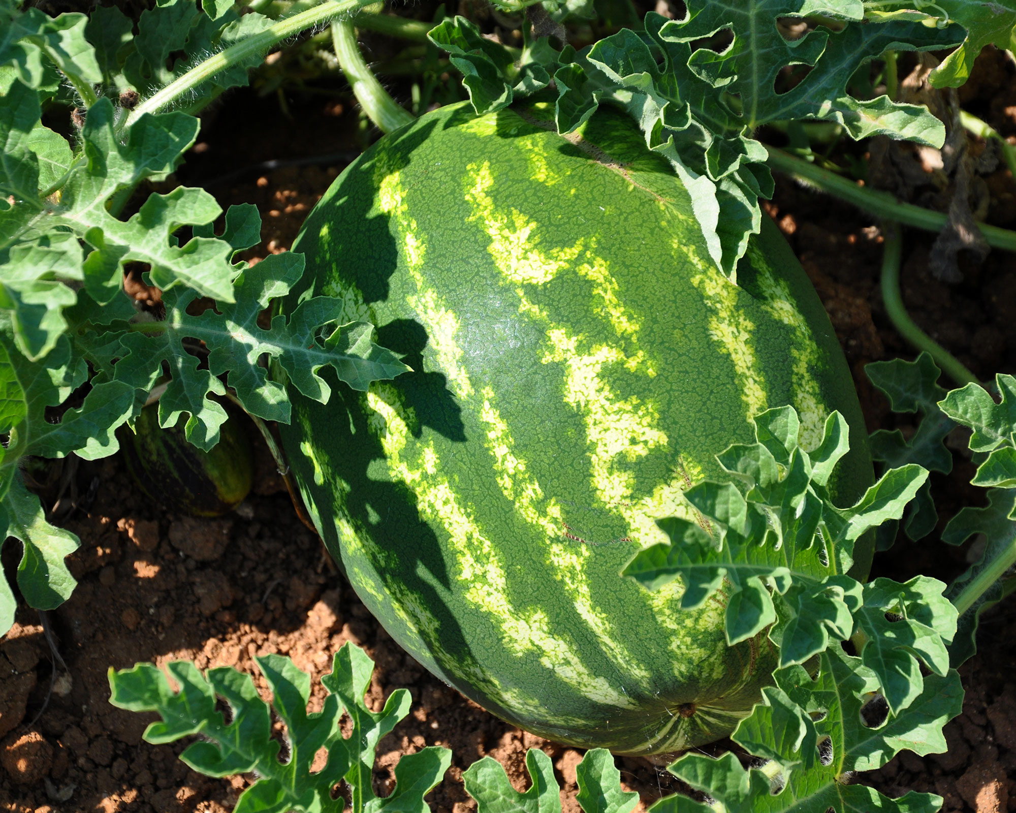 watermelon growing in ground