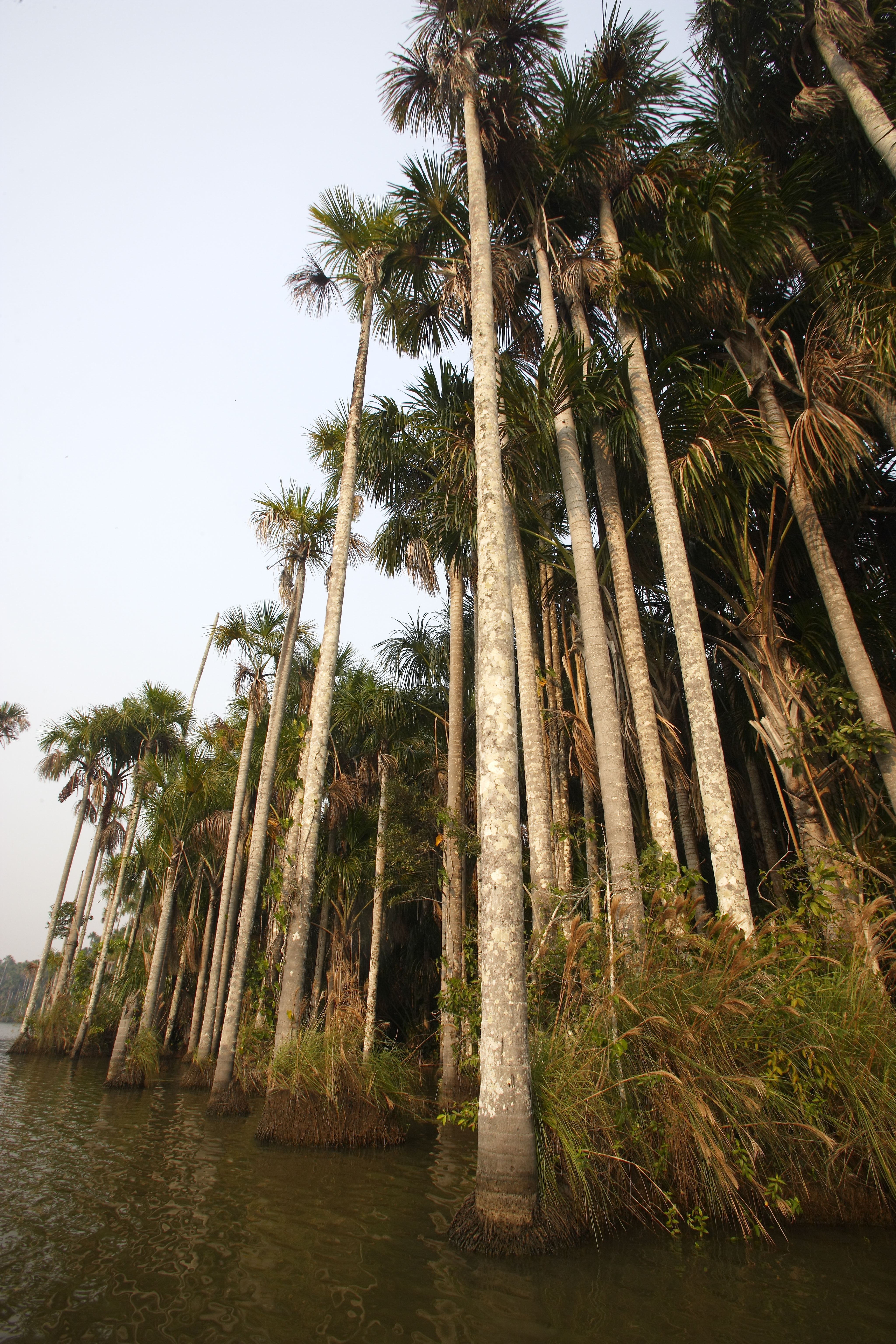 Moriche Palm near Sandoval Lake Amazonia.