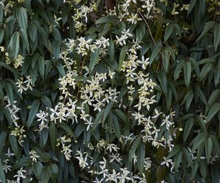 Evergreen clematis, Clematis armandii, with white flowers in spring