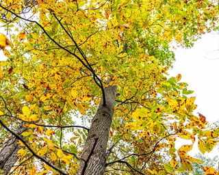 yellow autumn foliage on pecan tree low angle looking up