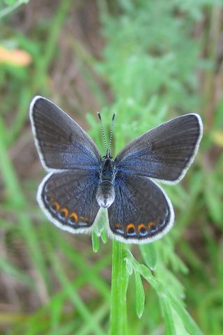Female Karner blue butterfly showing her inner wings.