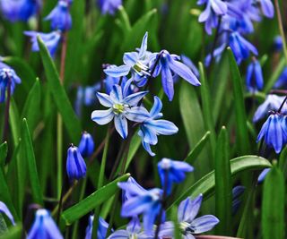 Scilla siberica with blue flowers in a spring garden