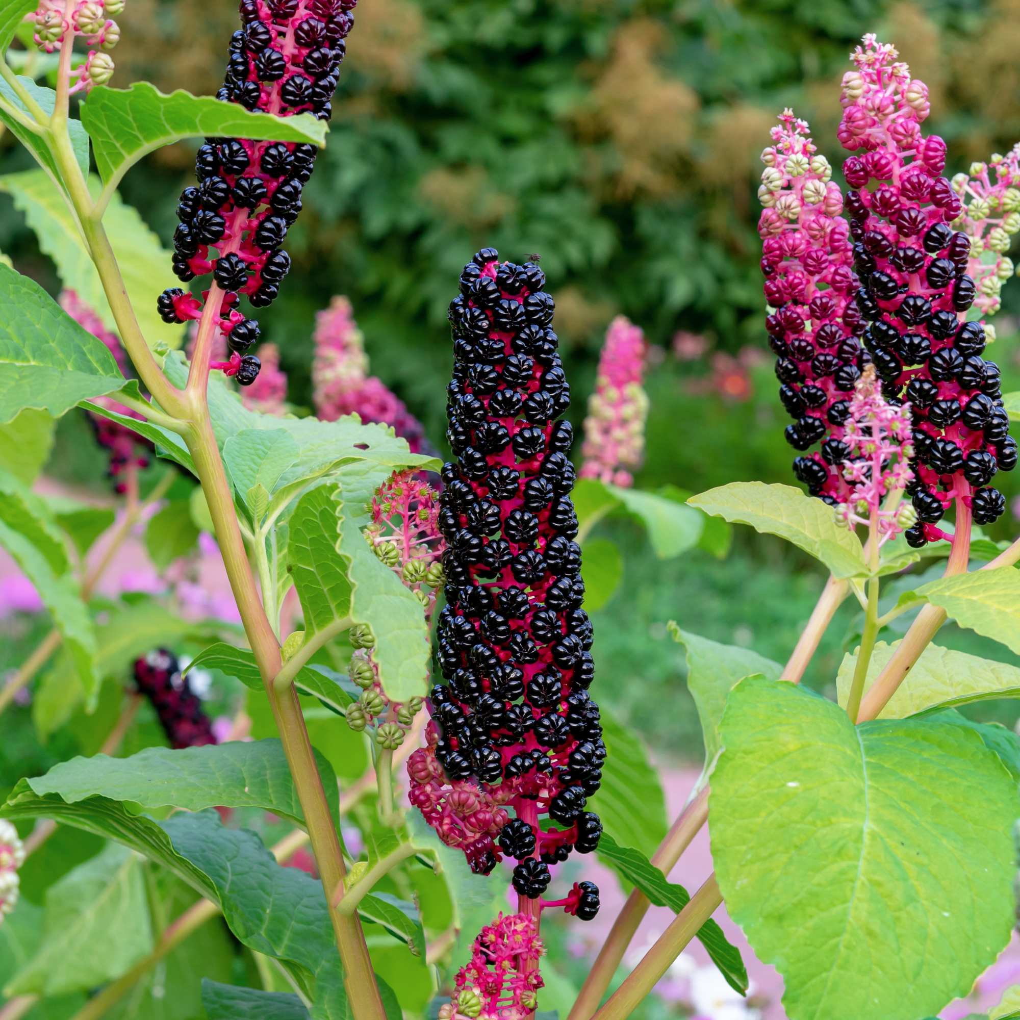 Pokeweed plant with berries