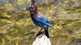 Steller’s Jay