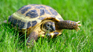 Russian tortoise walking on the grass, one of the best pet reptiles