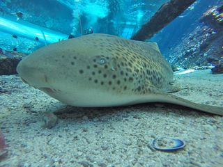 In April 2016, three baby zebra sharks were born at the Reef HQ Aquarium in Townsville, Australia. While the birth of baby animals is not altogether unusual at aquariums, these babies were born to a female shark named Leonie who had been living apart from