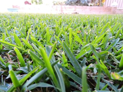 Close Up Of Green Lawn Grass
