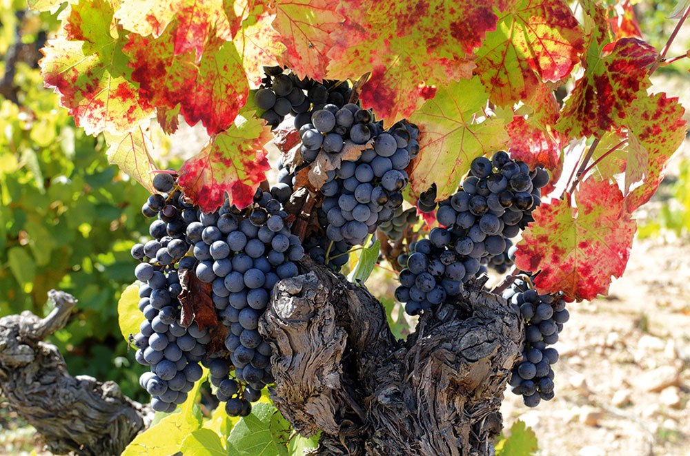 Monastrell Rafa Cambra grapes