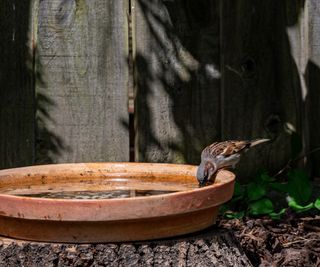 Bird perched on bowl of water