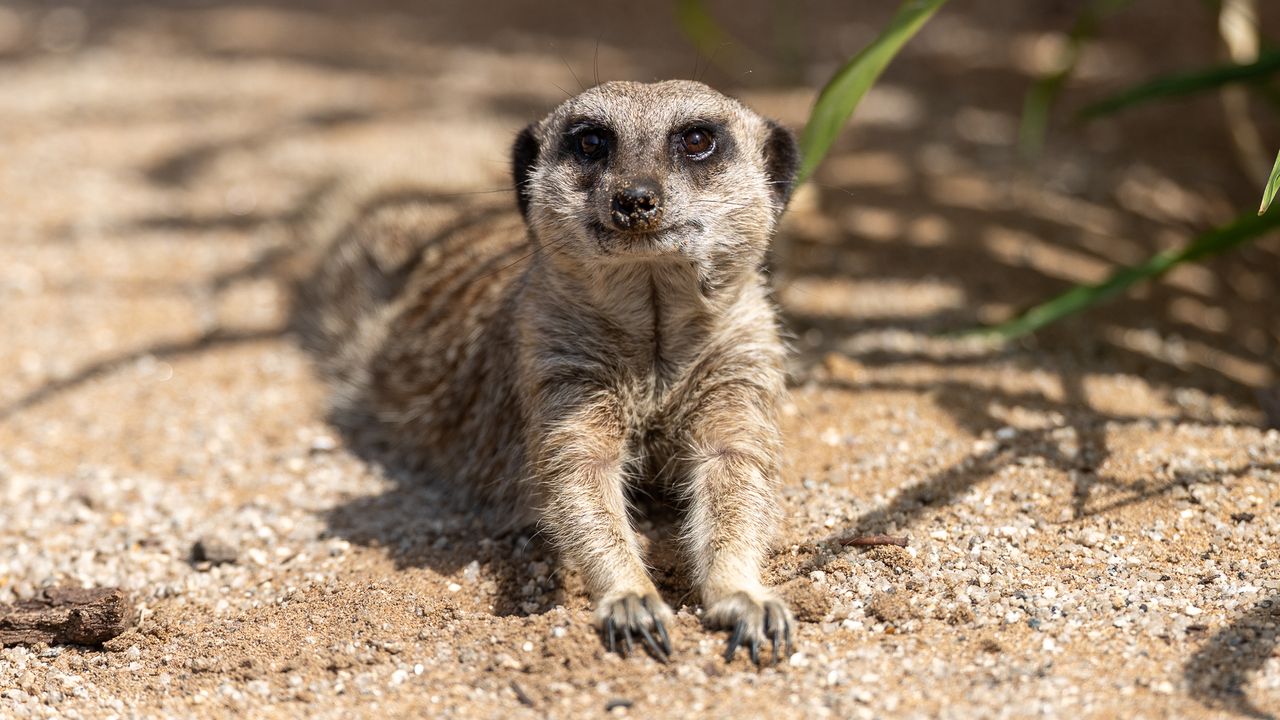 meerkat lying down