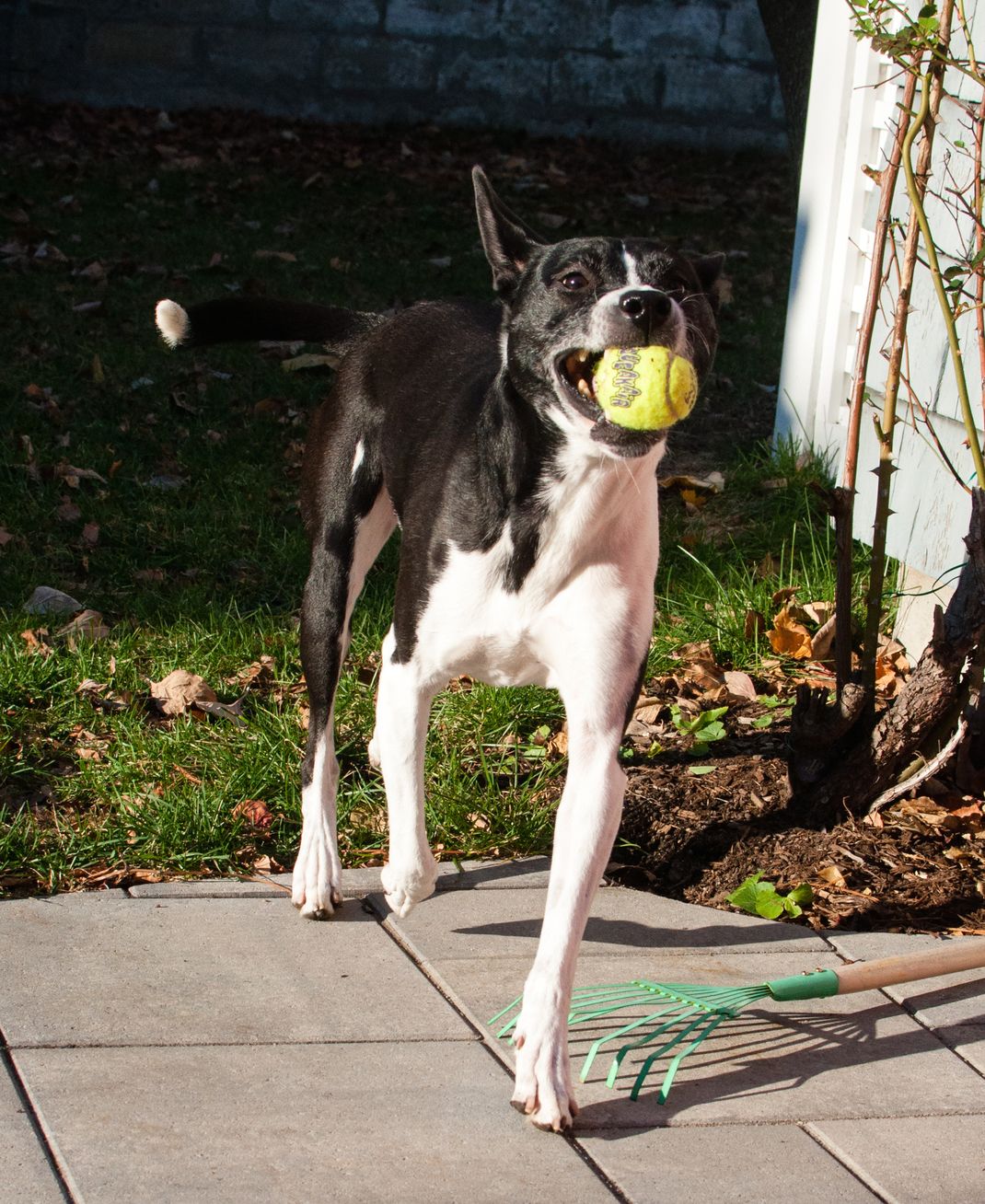 Beskow the adopted mutt