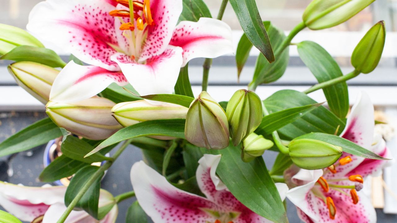 Valentine's Day flower delivery