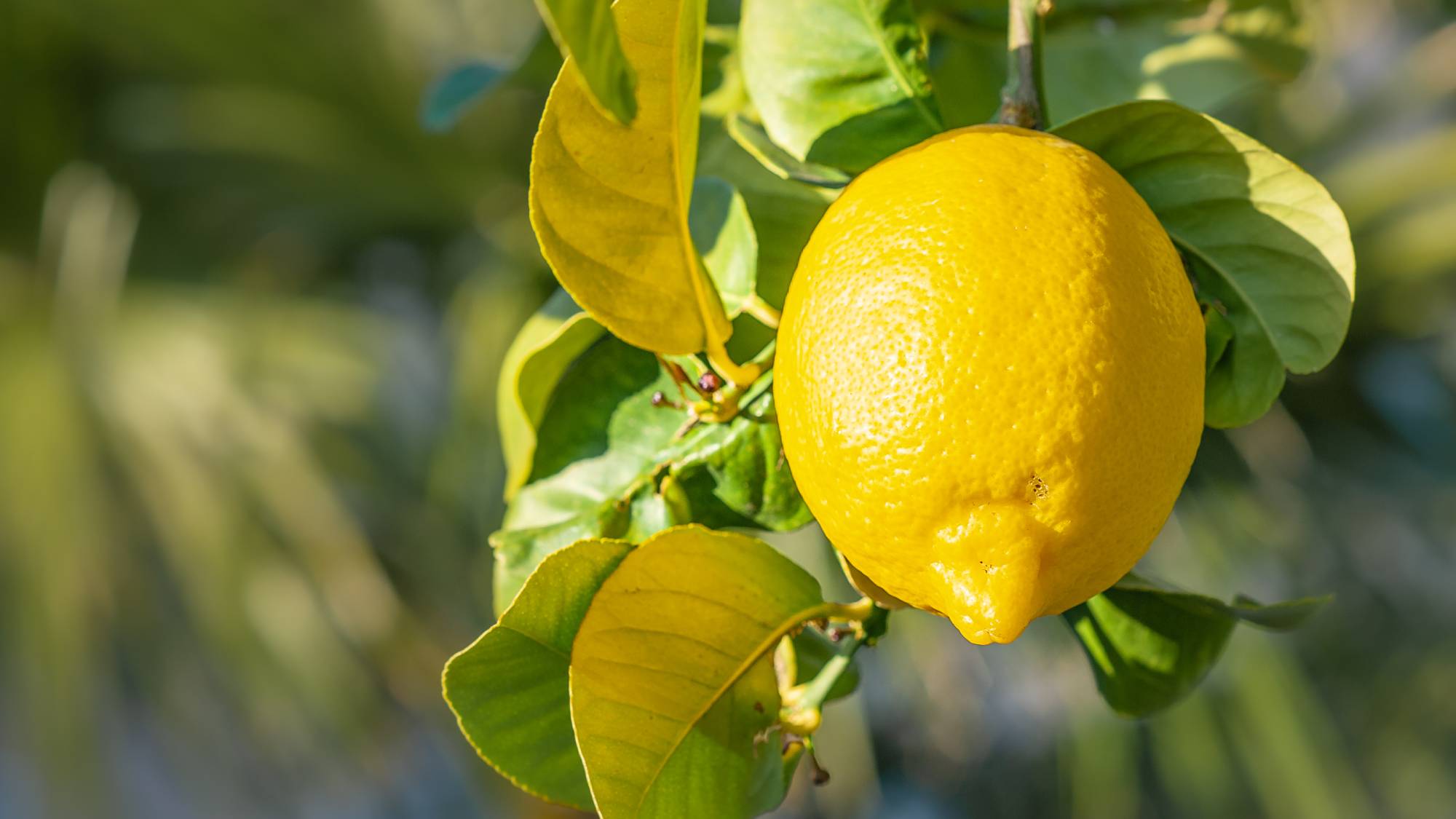 Lemon on a tree branch