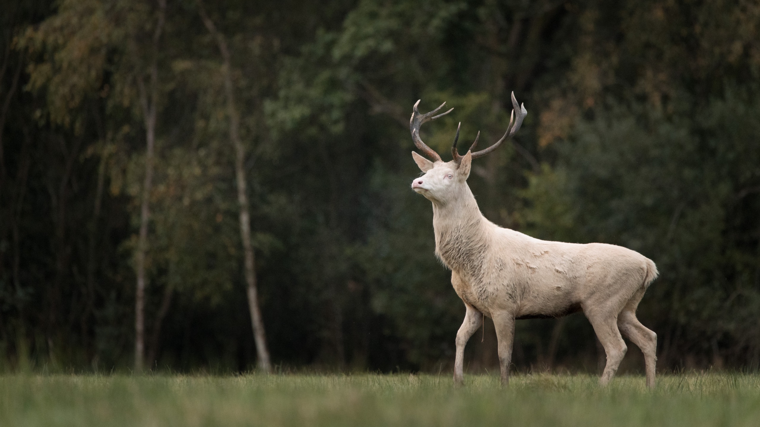 A photograph by Brian Johnston of a rare albino male red deer