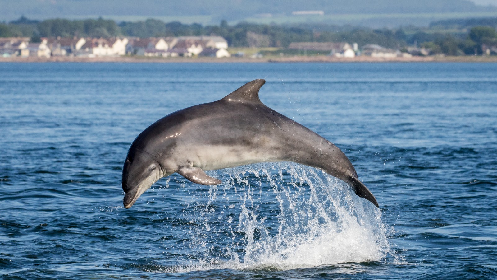 Why The Queen Owns All The Dolphins And Whales In Britain | Woman & Home