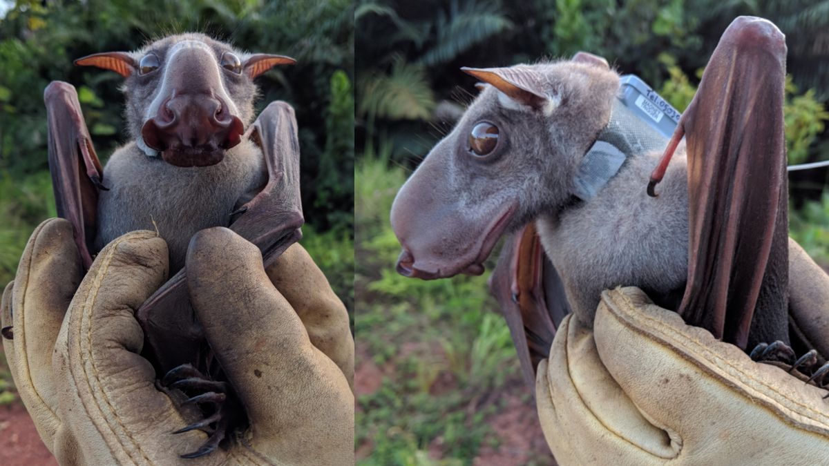 Hammer-headed bat: The African megabat that looks like a gargoyle and holds  honking pageants | Live Science