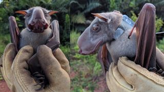 Front and profile of a hammer-headed bat fitted with a solar-powered GPS collar.