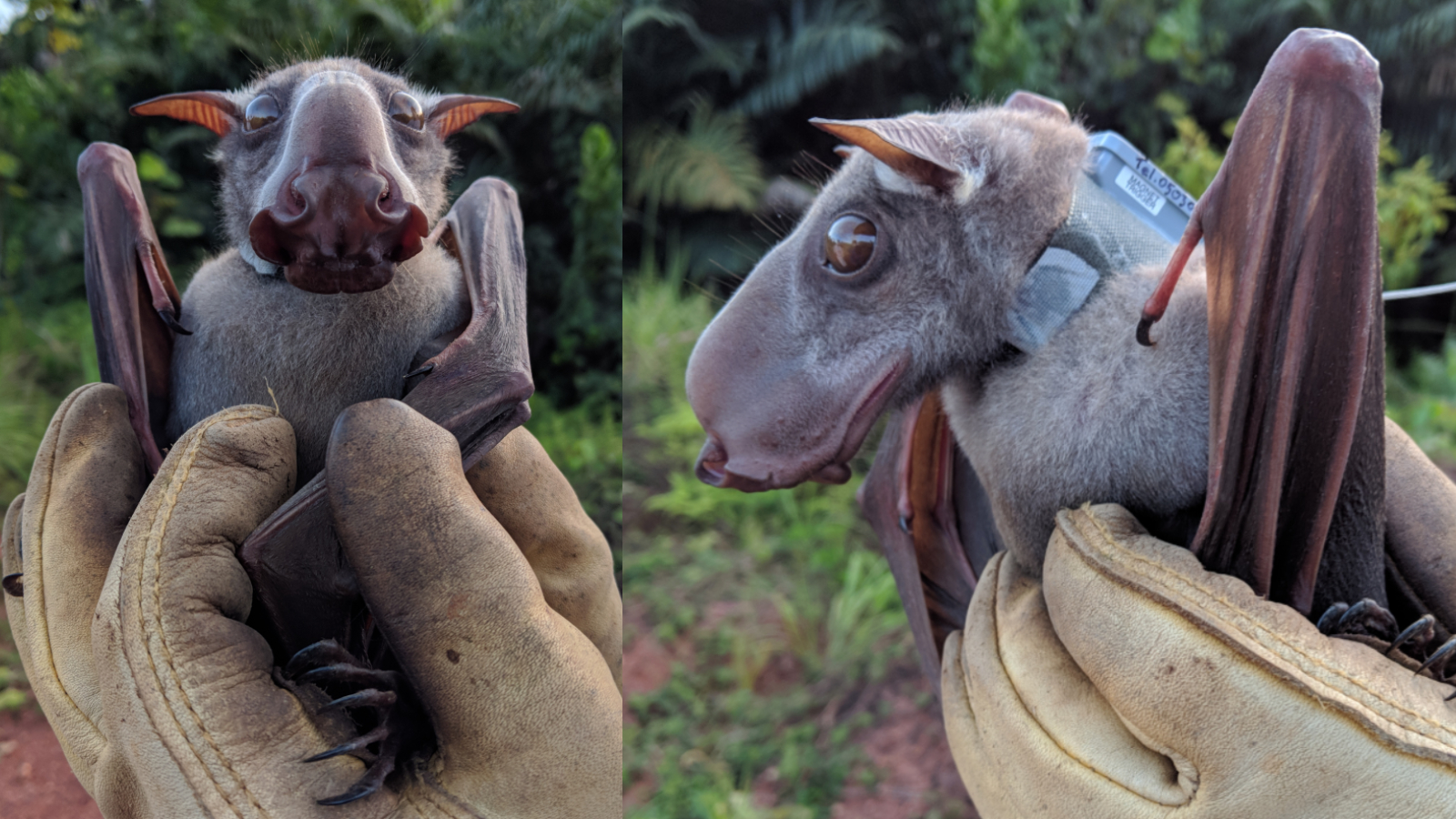 Hammer-headed bat: The African megabat that looks like a gargoyle and holds honking pageants