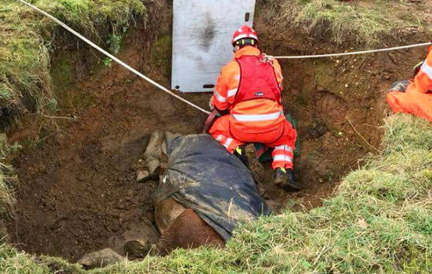 horse rescued ditch 1