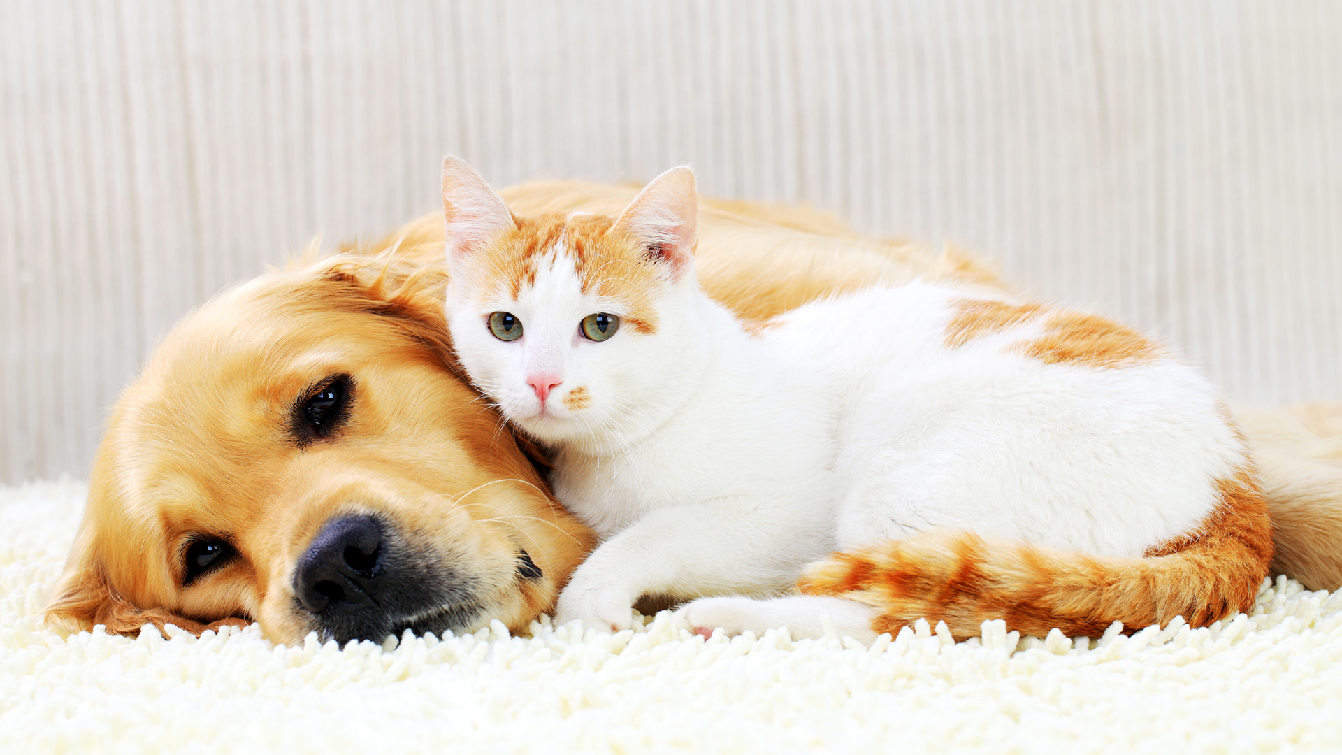 Golden retriever cuddled up with cat