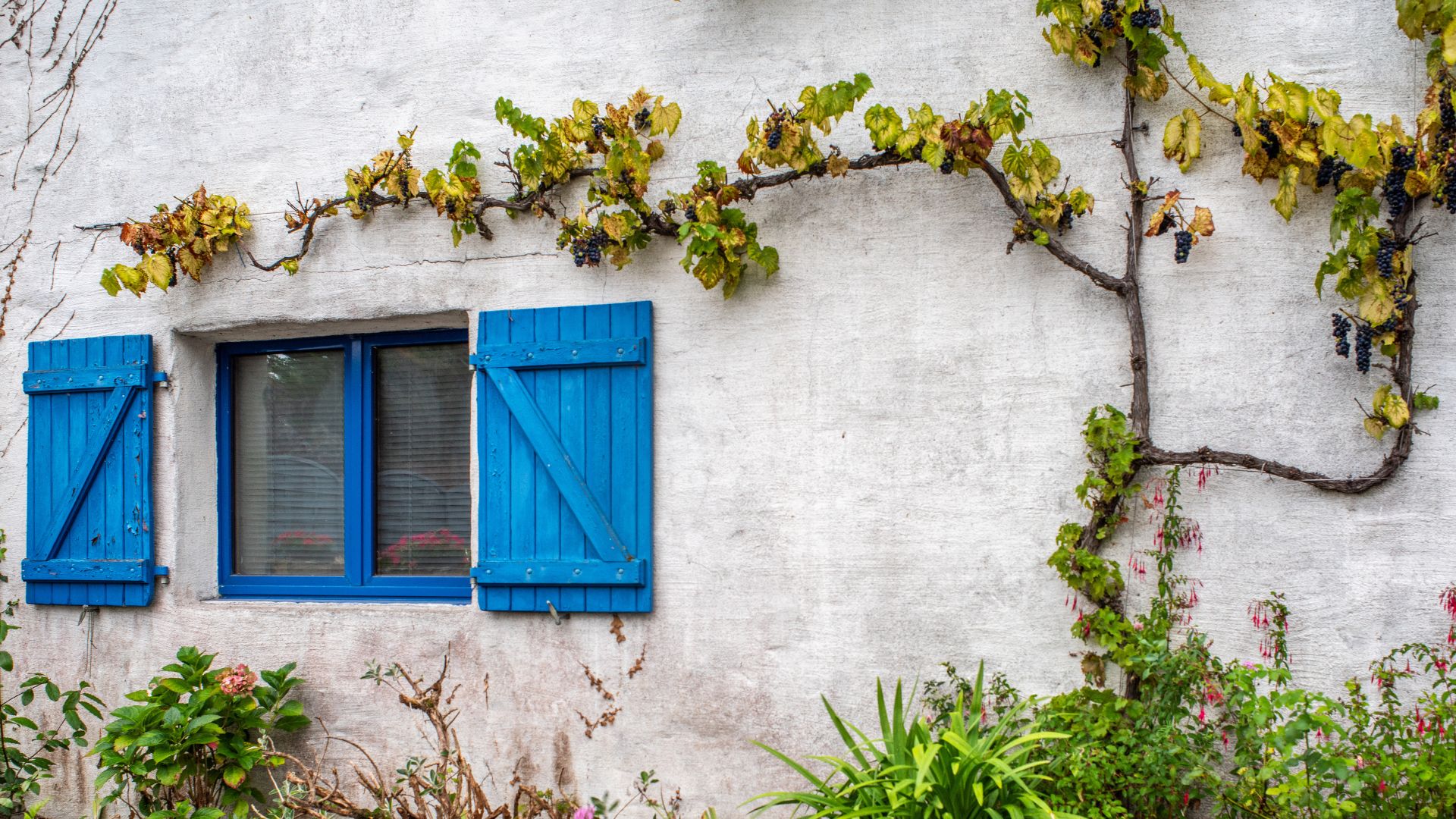 A white rustic house with cobalt blue wooden shutters.