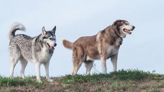 A husky and an Alaskan malamute