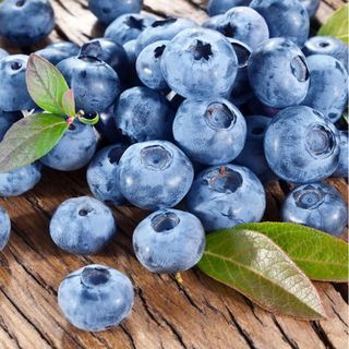 Bluecrop blueberries freshly harvested