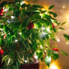 Ficus benjamin or weeping fig in flowerpot decorated as Christmas tree with red baubles and fairylights