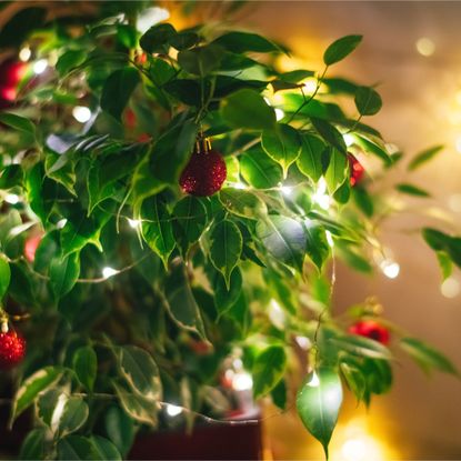 Ficus benjamin or weeping fig in flowerpot decorated as Christmas tree with red baubles and fairylights