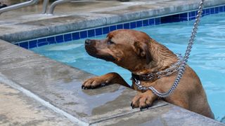 dog wearing a prong collar in a swimming pool