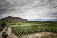 Amalaya vineyards