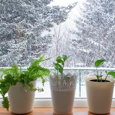 Three houseplants on a windowsill in front of a snowy landscape