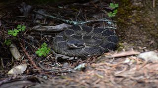 snake in undergrowth