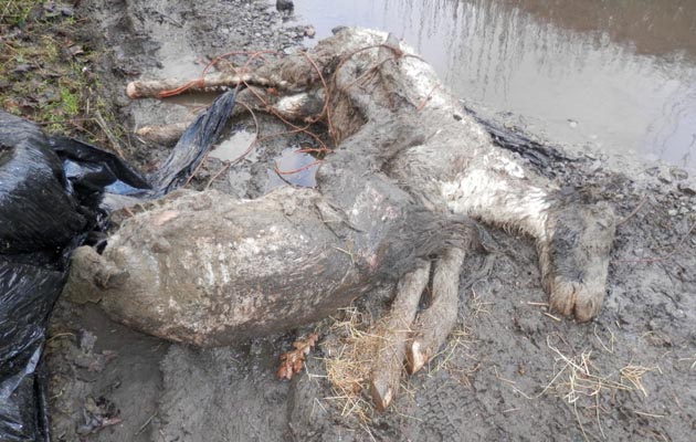 Dead foals dumped in Bridgend