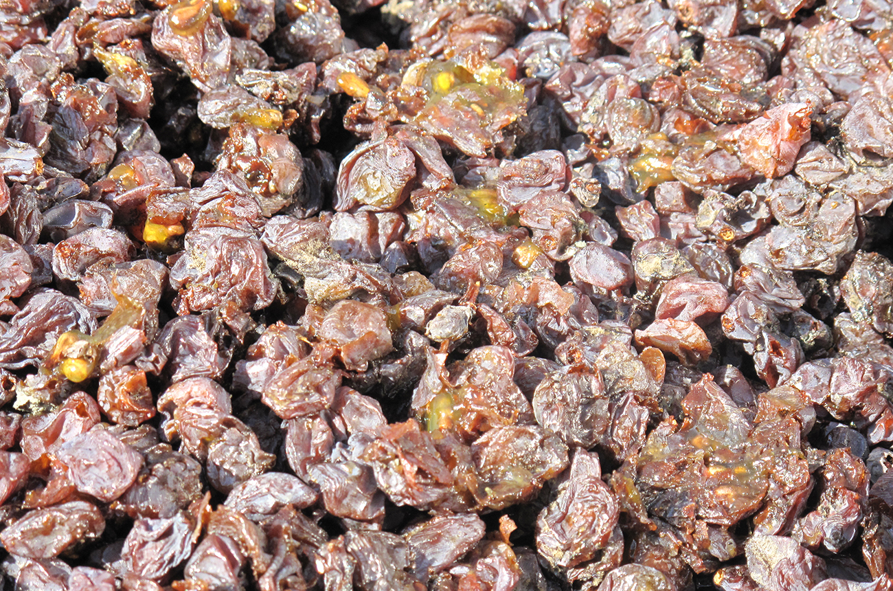 Tokaji Asz&amp;uacute; harvest. Credit: Caroline Gilby MW