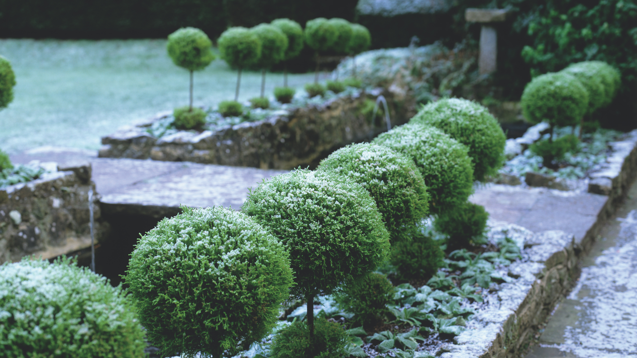 Frosted topiary standard trees in garden border