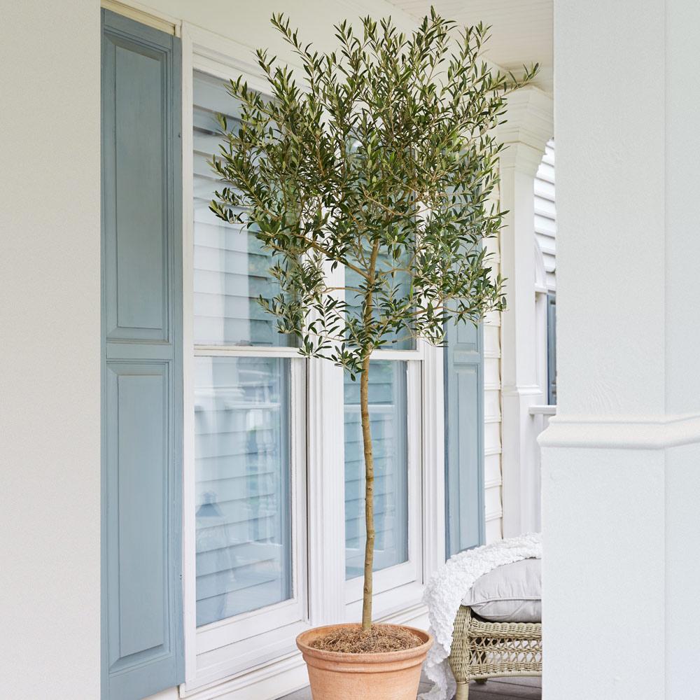Arbequina Olive Tree on a porch