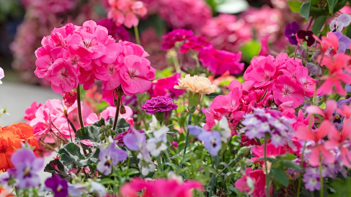 Have You Grown All 8 of These Classic Annual Flowers? Only Serious Gardeners Can Say They Have