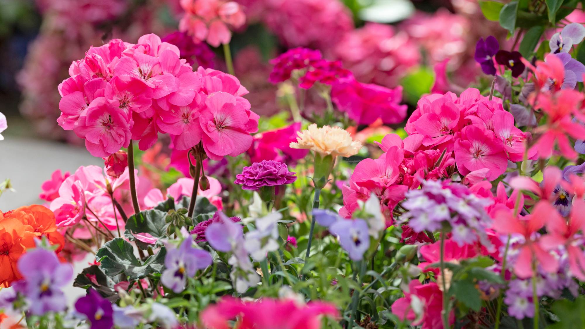 garden full of geraniums, carnations, and pansies