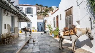 Donkeys in Hydra island, one of the best places to visit in Greece