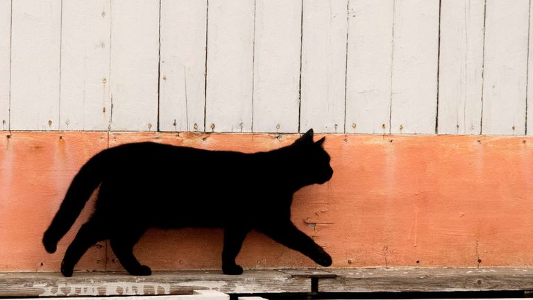 Friday 13th: Cat Walking Against Wooden Wall - stock photo